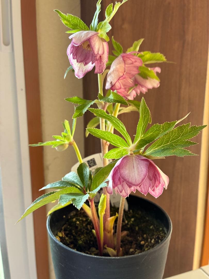 ♡広瀬園芸♡ 横向きホワイトピンクゴールド