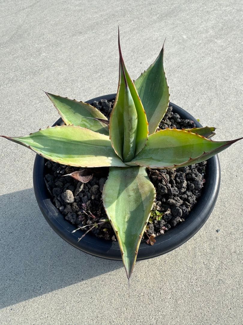 アガベ　オバティフォリア　キラー　育成株