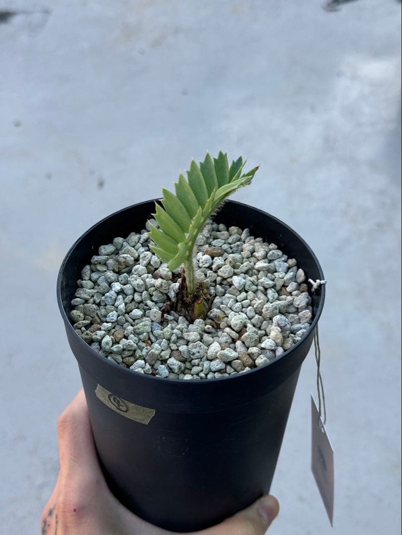 パキプーエンセファラルトス　ホリダス