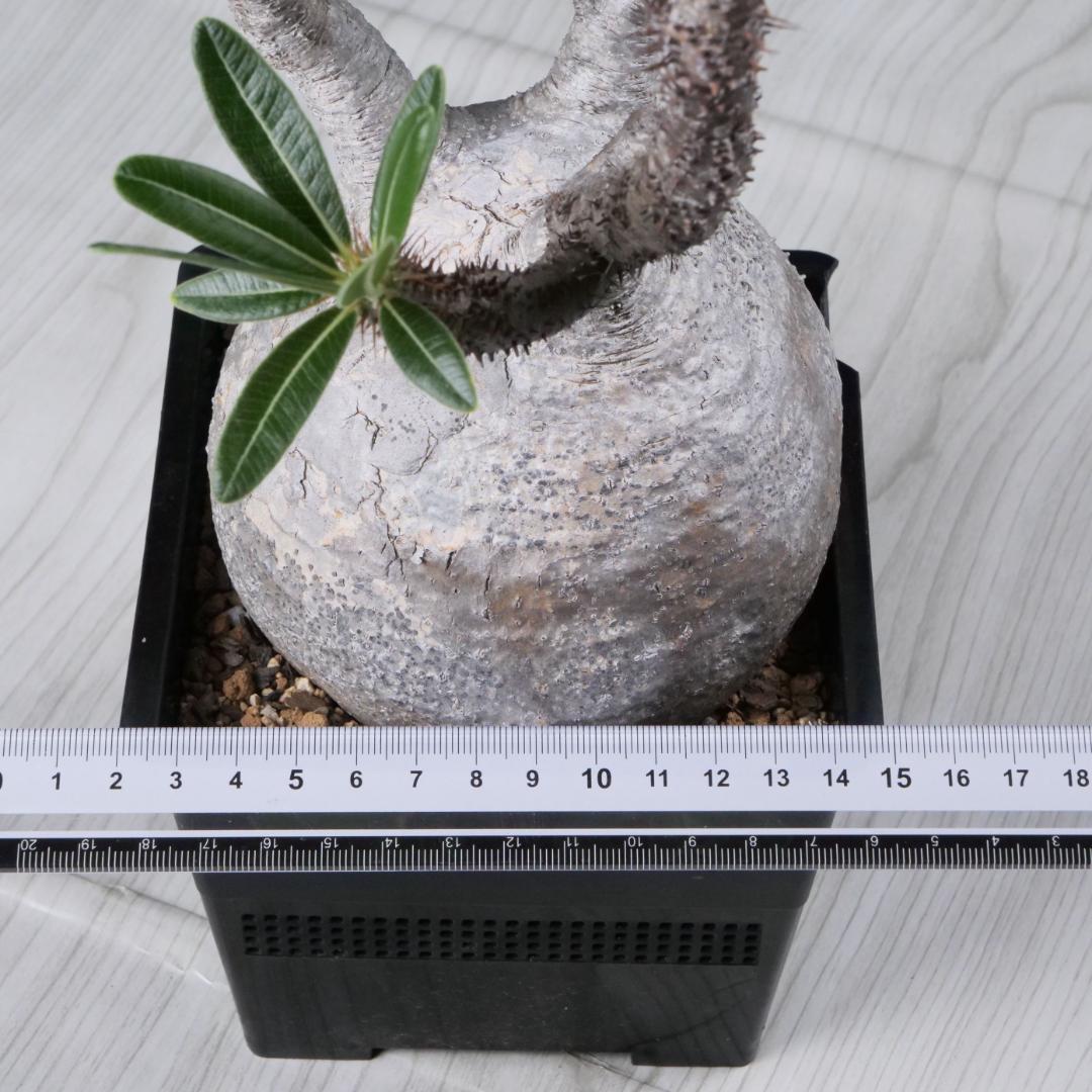 パキポディウム グラキリス Pachypodium gracilius ⑦