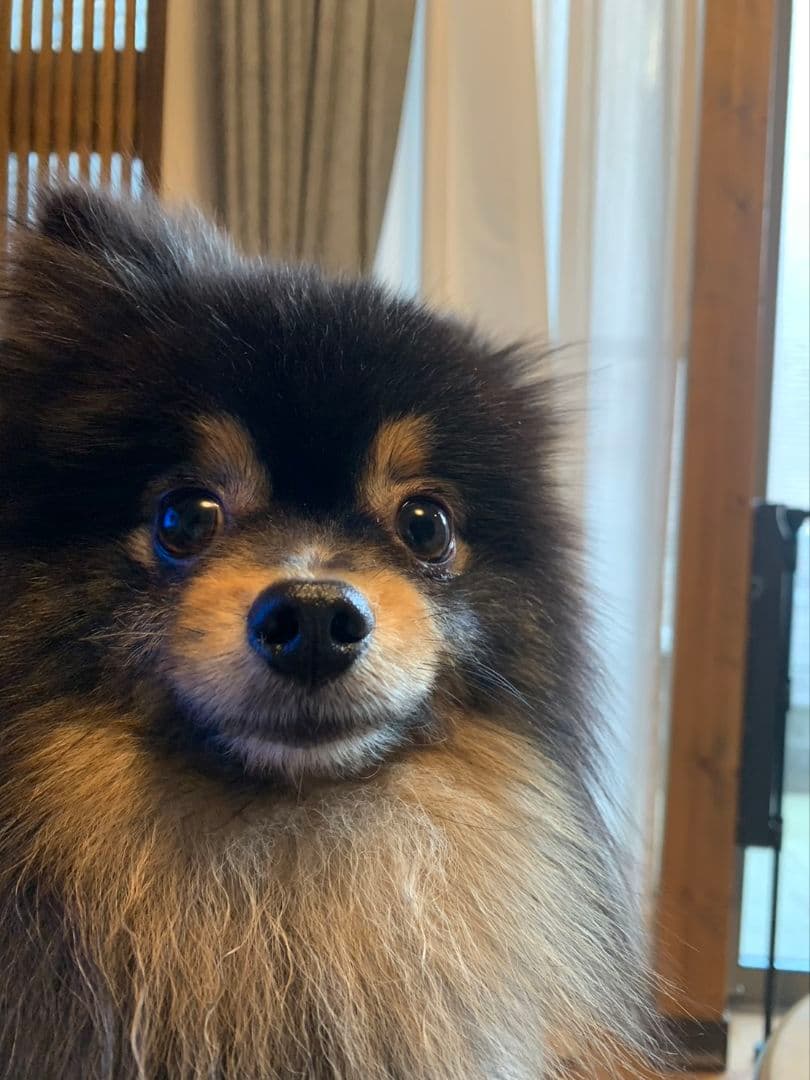 チャモロさんよろしくお願いします