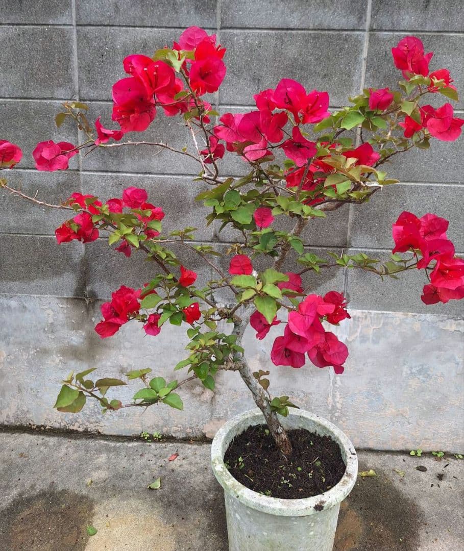 ブーゲンビリア大株　No870 らくらくメルカリ便発送‼️