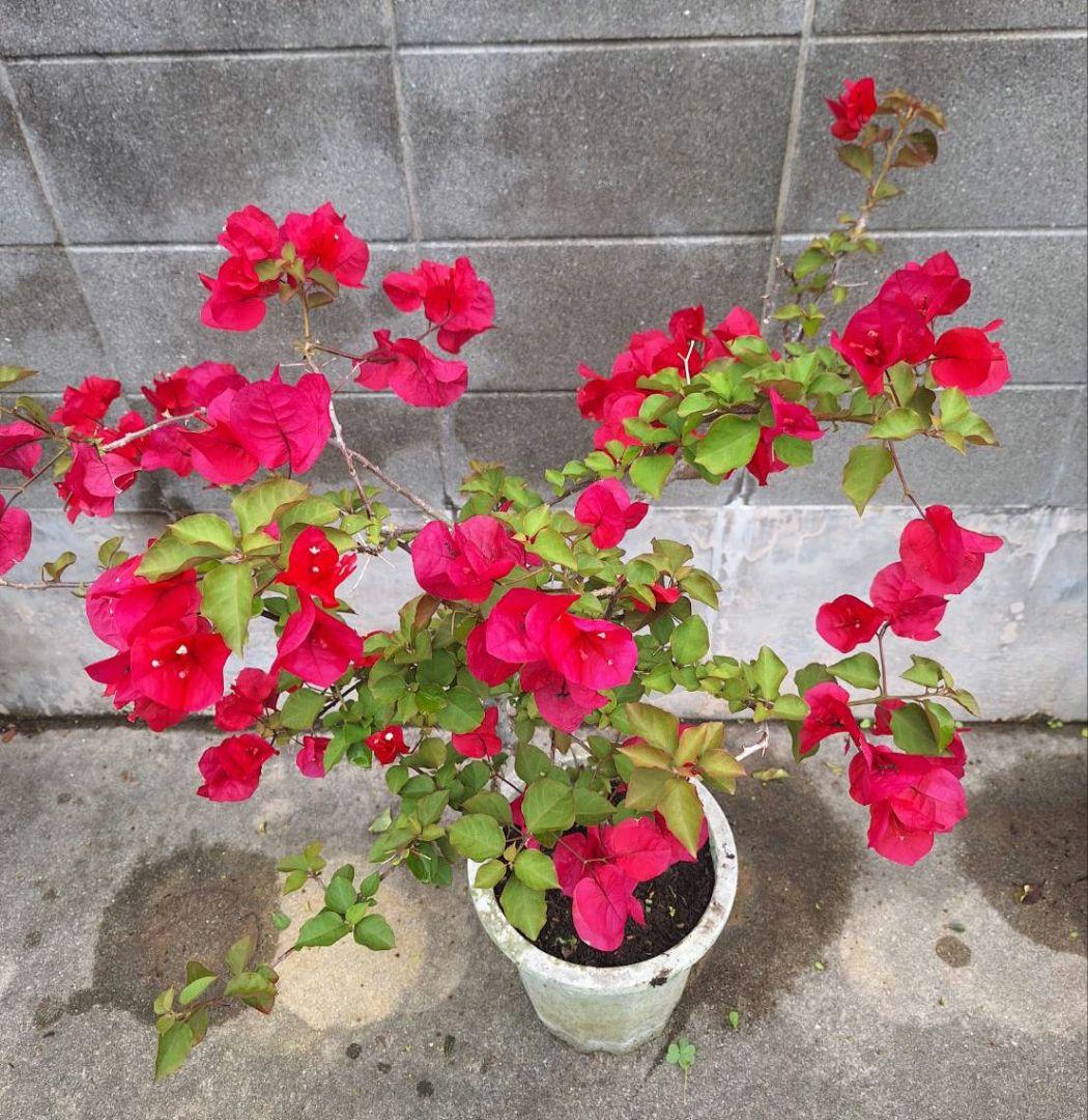 ブーゲンビリア大株　No870 らくらくメルカリ便発送‼️