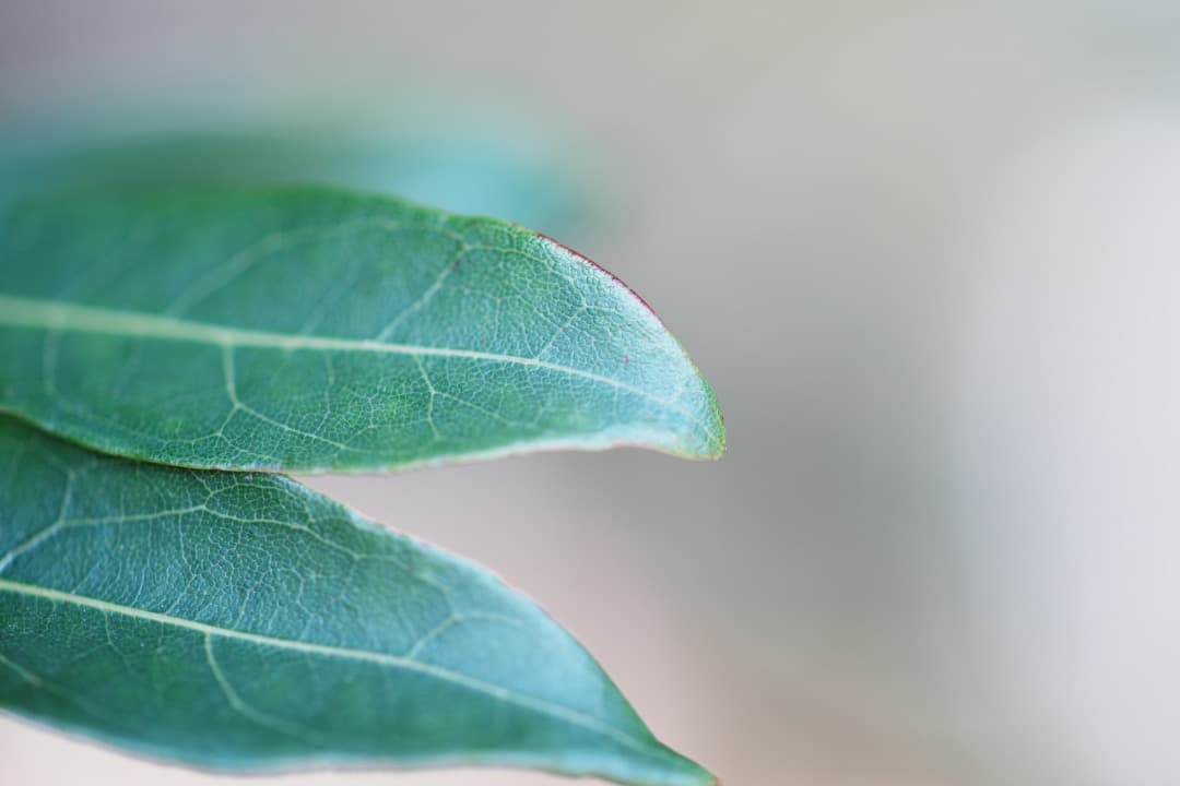 【神レンズ】オリンパス Zuiko auto macro 90mm F2 703