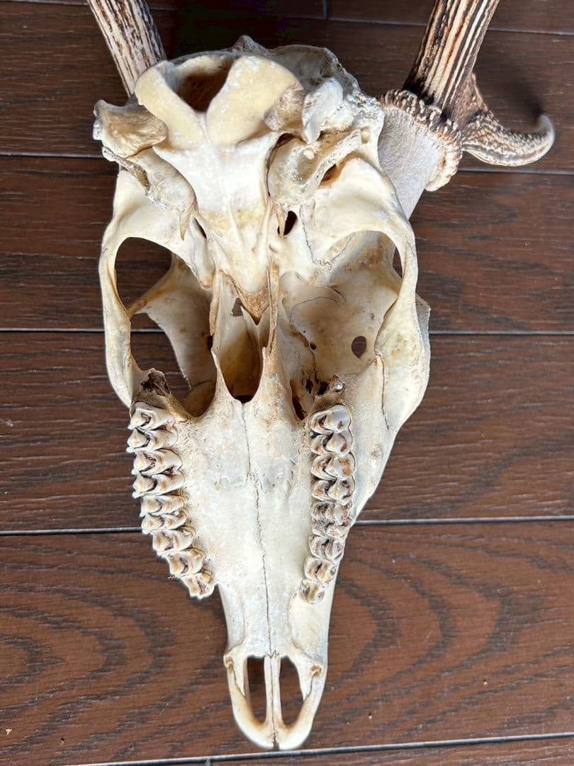 ⑥[1点もの] ハンティングトロフィー　鹿の角　頭蓋骨　日本鹿　スカル