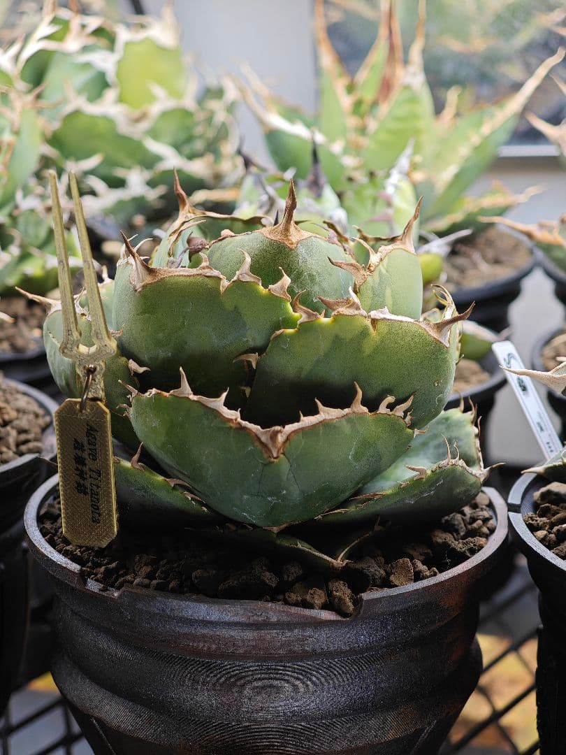 親株出品 アガベ チタノタ 破壊神ジャガーノート錦