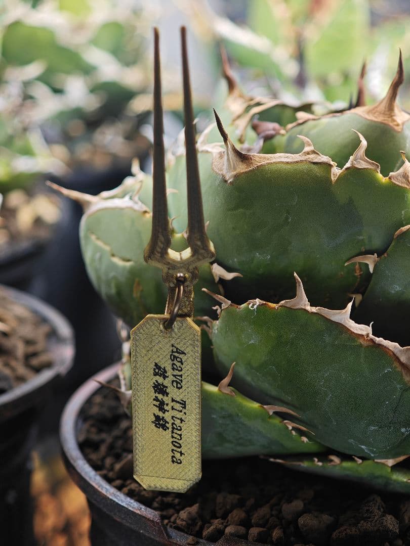 親株出品 アガベ チタノタ 破壊神ジャガーノート錦