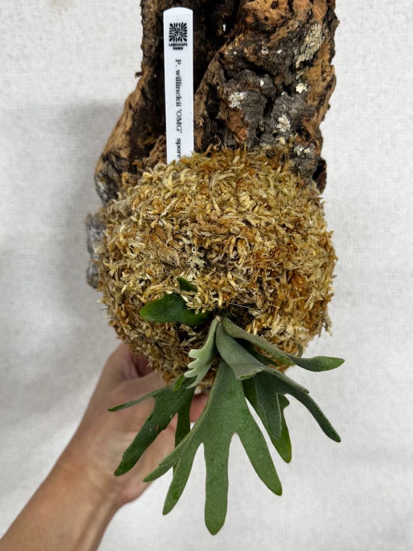 P. willinckii 'OMG'spore コルク　ビカクシダ