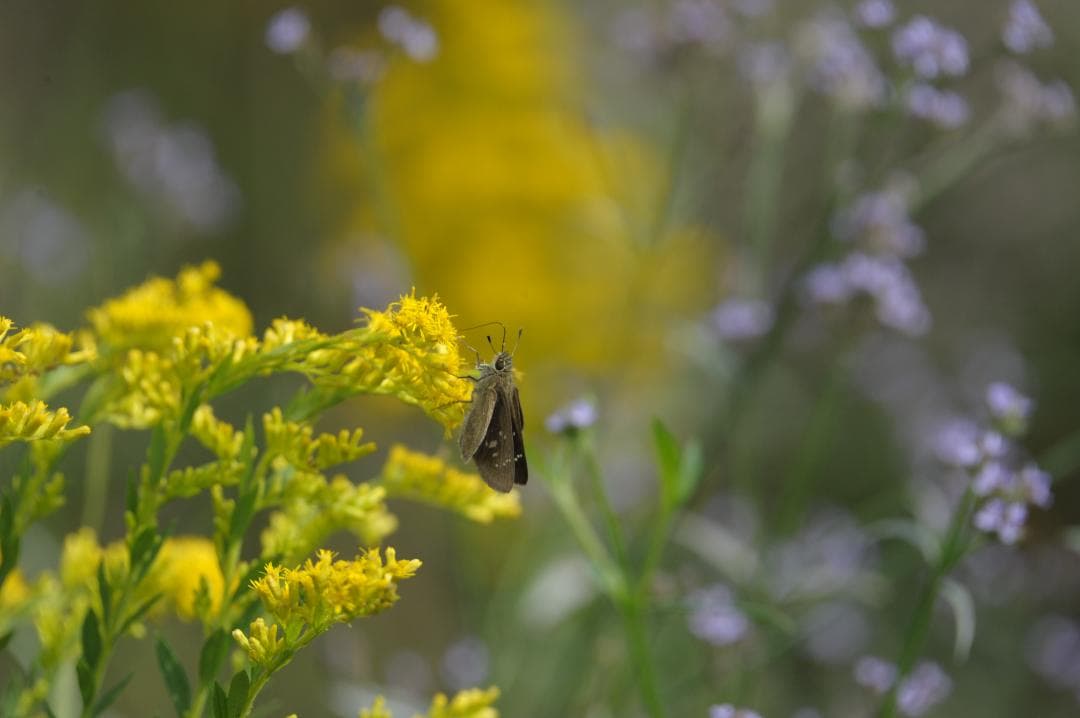 Sigma AF Apo Tele Macro 400mm f5.6 Fマウント