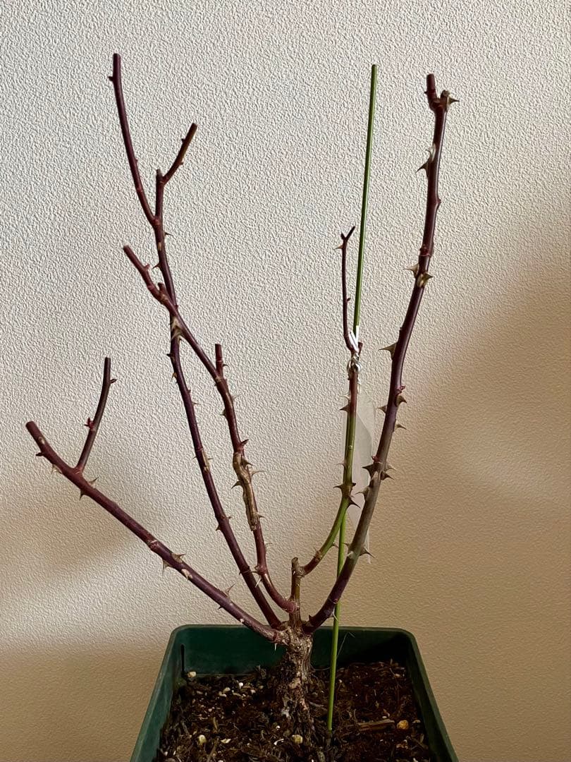 ✴️ 和バラ ✴️ かおりかざり ✴️