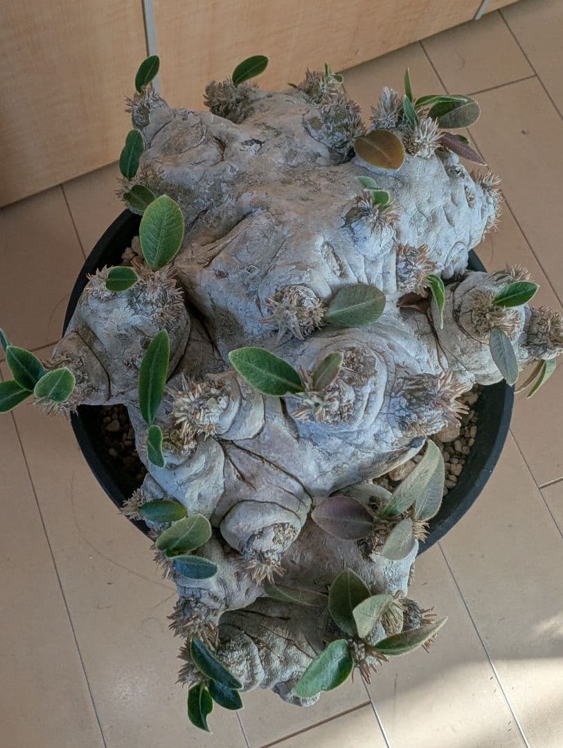 パキポディウム　恵比寿笑大株