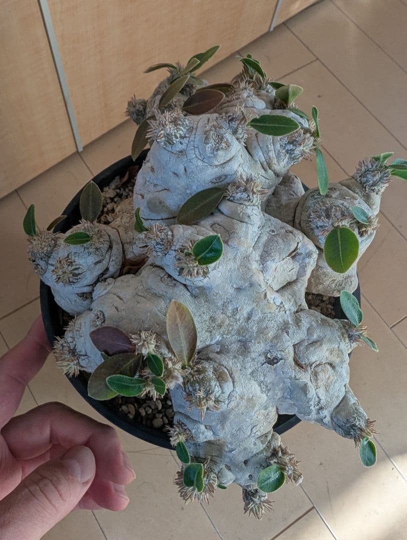 パキポディウム　恵比寿笑大株