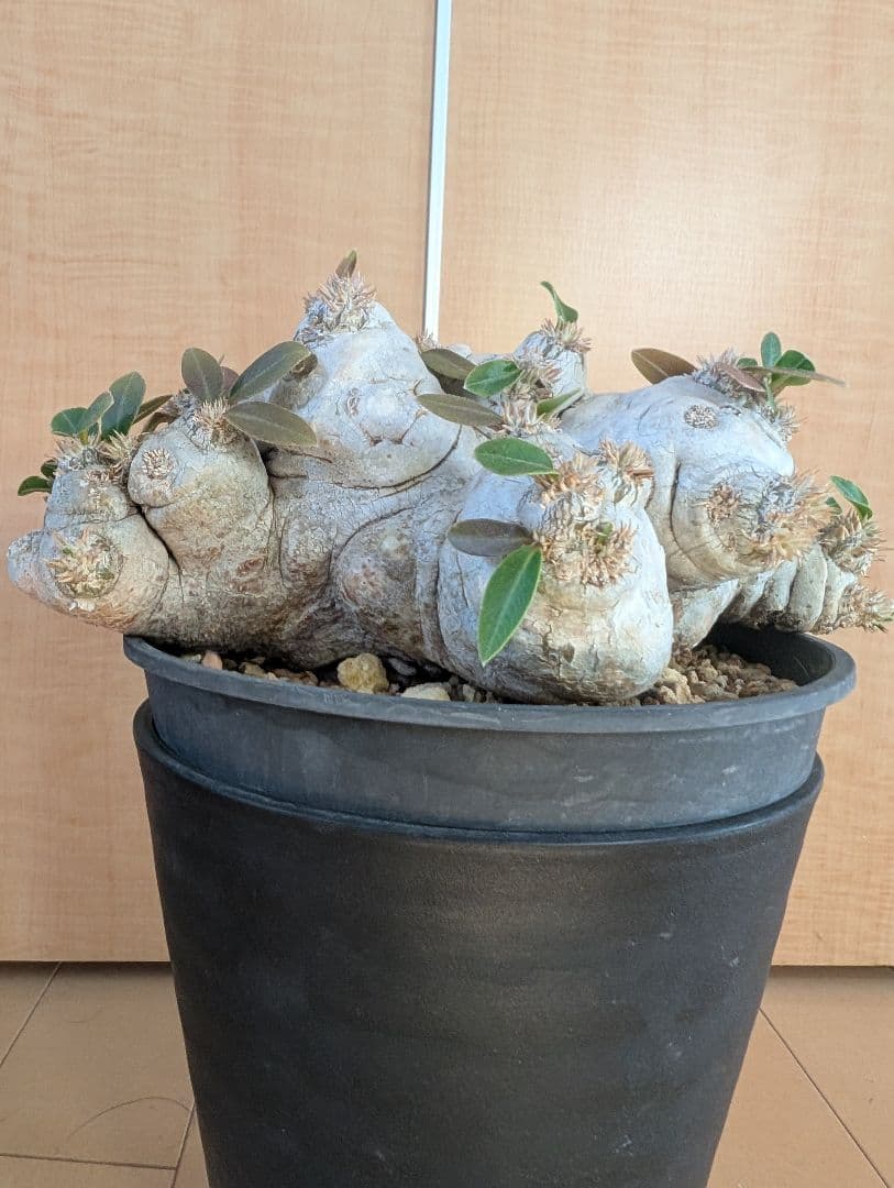 パキポディウム　恵比寿笑大株