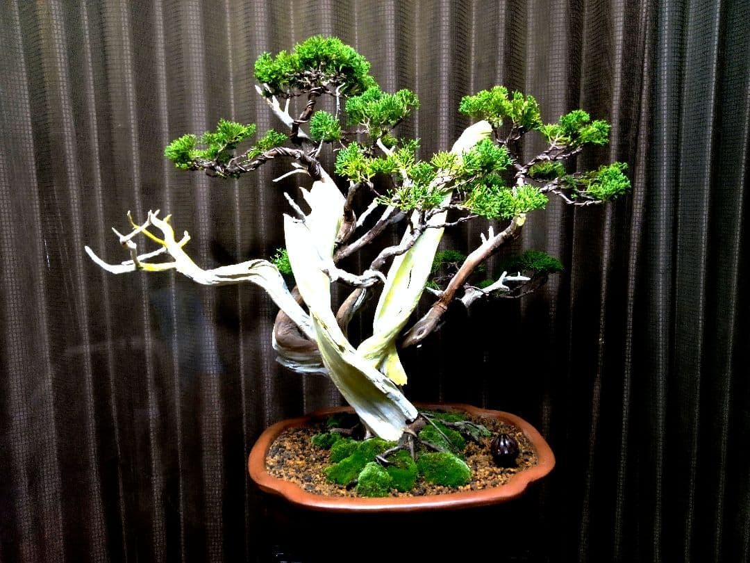 【大品 糸魚川真柏盆栽】　　　　　　　　　 ⭕お見事⁉️ 創作TANUKI❗