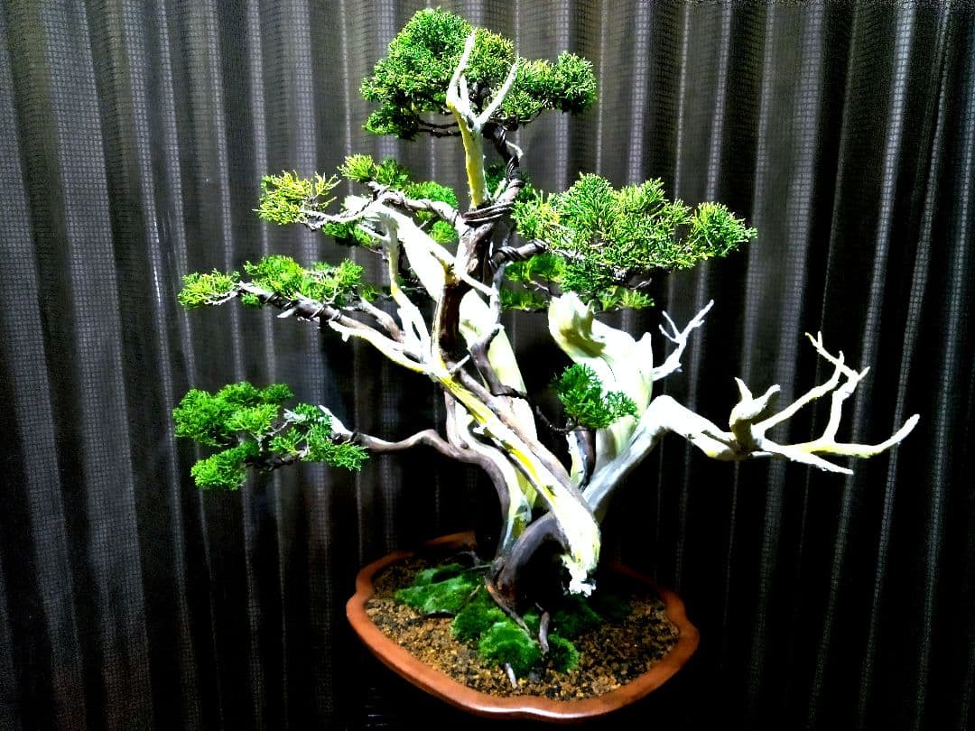 【大品 糸魚川真柏盆栽】　　　　　　　　　 ⭕お見事⁉️ 創作TANUKI❗