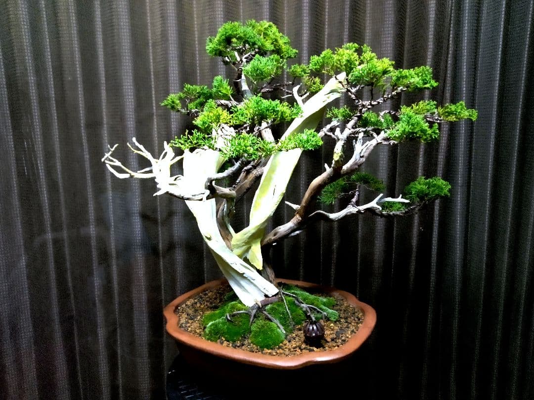 【大品 糸魚川真柏盆栽】　　　　　　　　　 ⭕お見事⁉️ 創作TANUKI❗