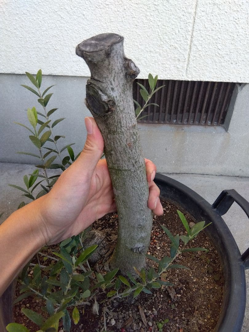 オリーブ　盆栽　古木　オールド株　セントキャサリン　12号鉢つき　さ