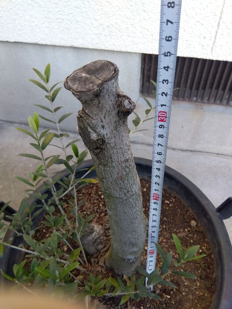 オリーブ　盆栽　古木　オールド株　セントキャサリン　12号鉢つき　さ