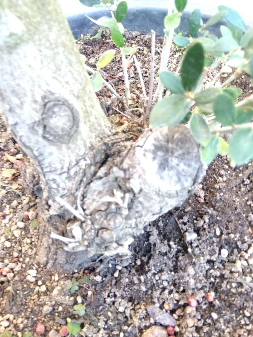 オリーブ　盆栽　古木　オールド株　セントキャサリン　12号鉢つき　さ