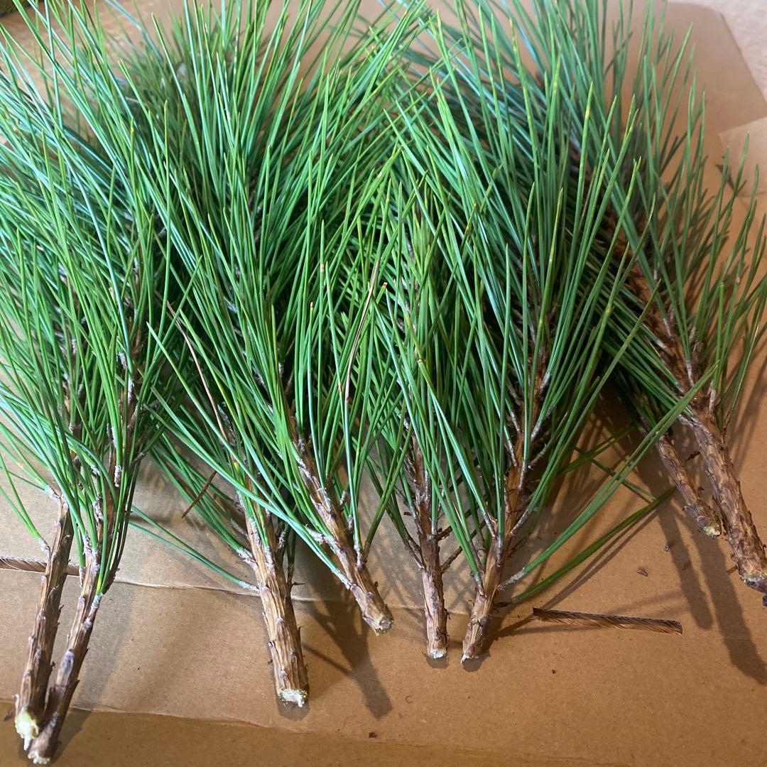 松　みかん箱3箱ぱんぱんに詰めます　30cm前後目安　しめ縄　門松