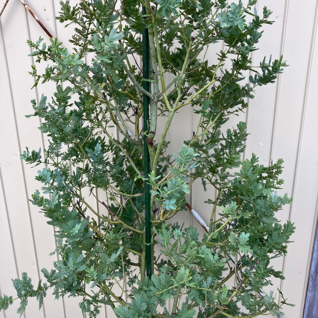 ミモザアカシア　銀葉アカシア