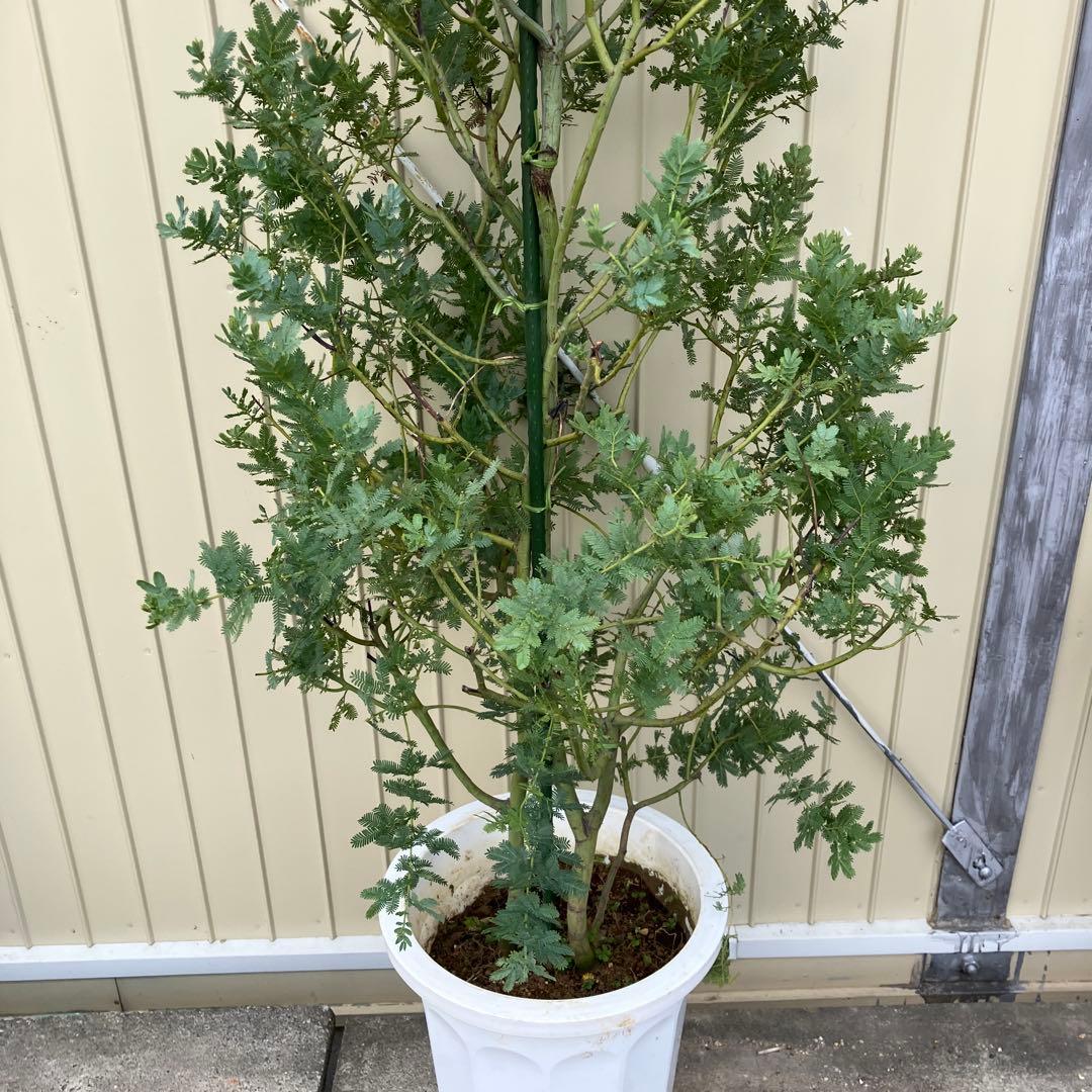 ミモザアカシア　銀葉アカシア