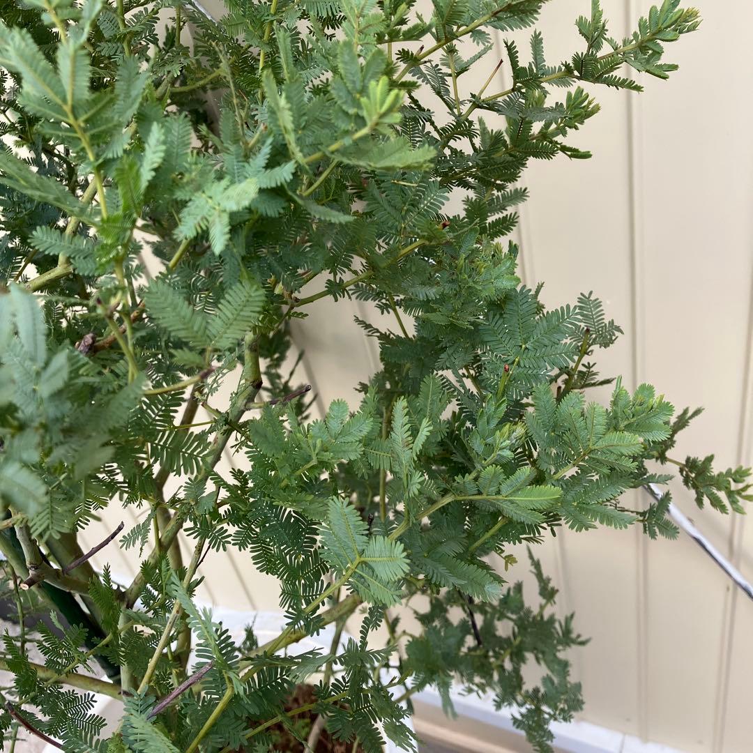 ミモザアカシア　銀葉アカシア