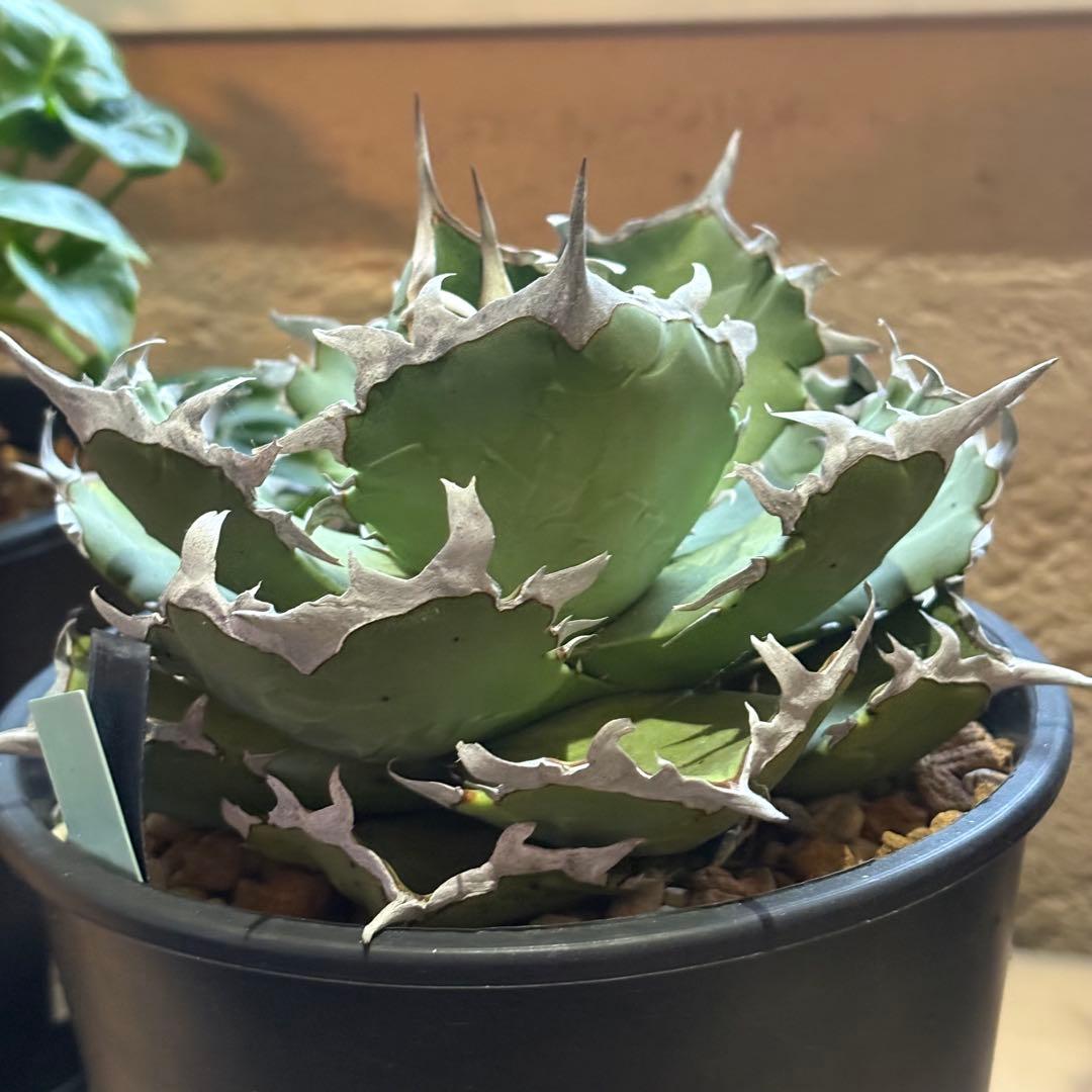 アガベ　チタノタ　蟹　crab の親株 )ivory 大白鯊　皇冠　冰雹