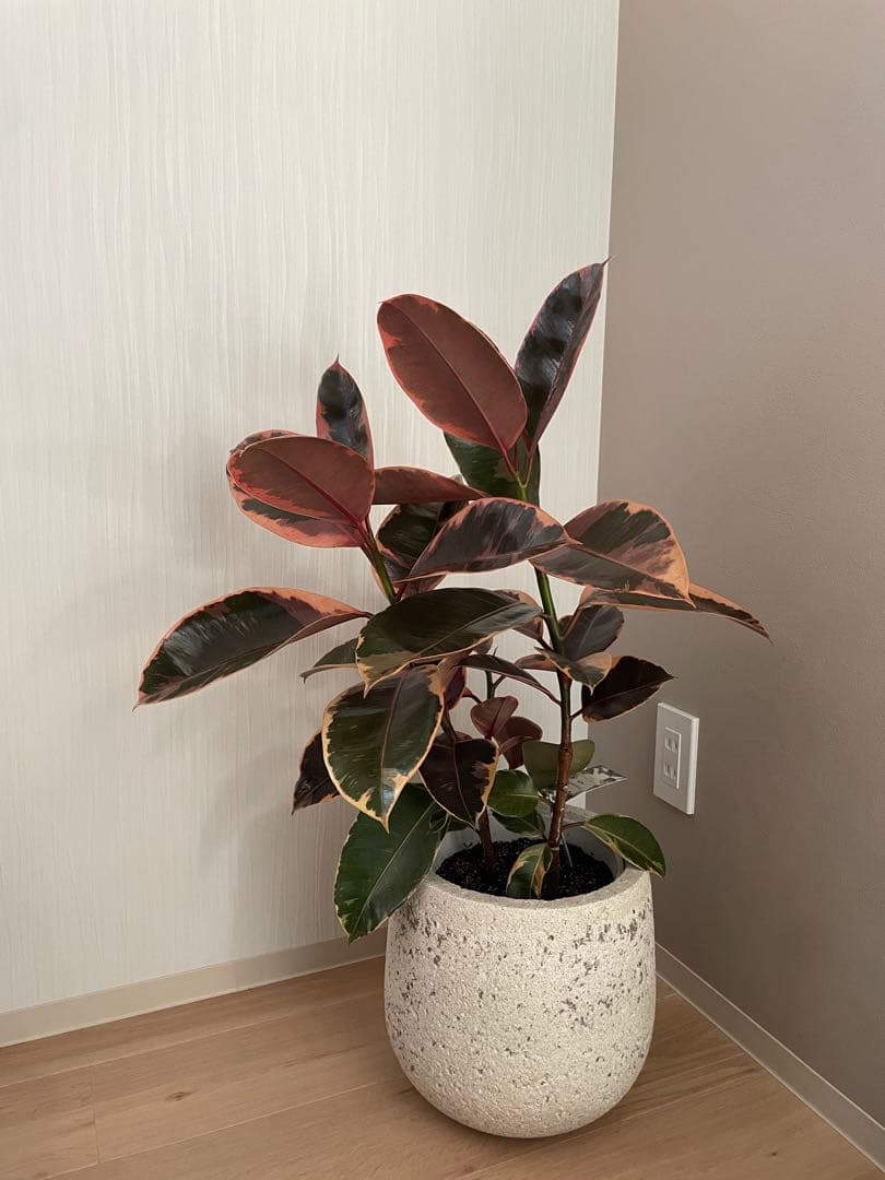 GREENPOT ノード ラウンド 観葉植物 鉢