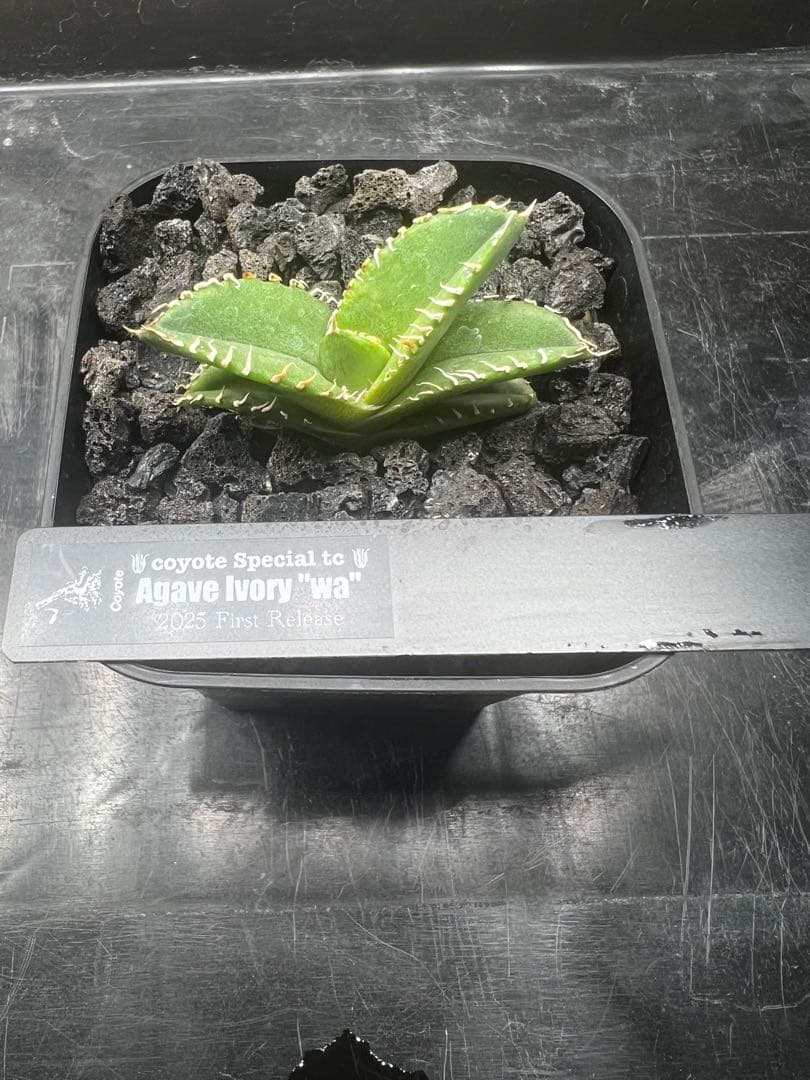 Agave Ivory \"wa\" 検索) ivorywa