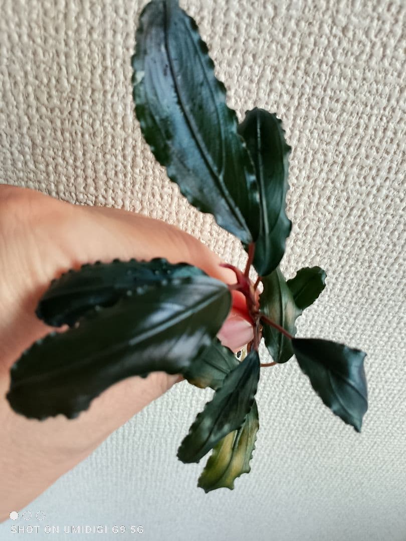 特価ブセファランドラ ルミナス パープル2 メラウィ