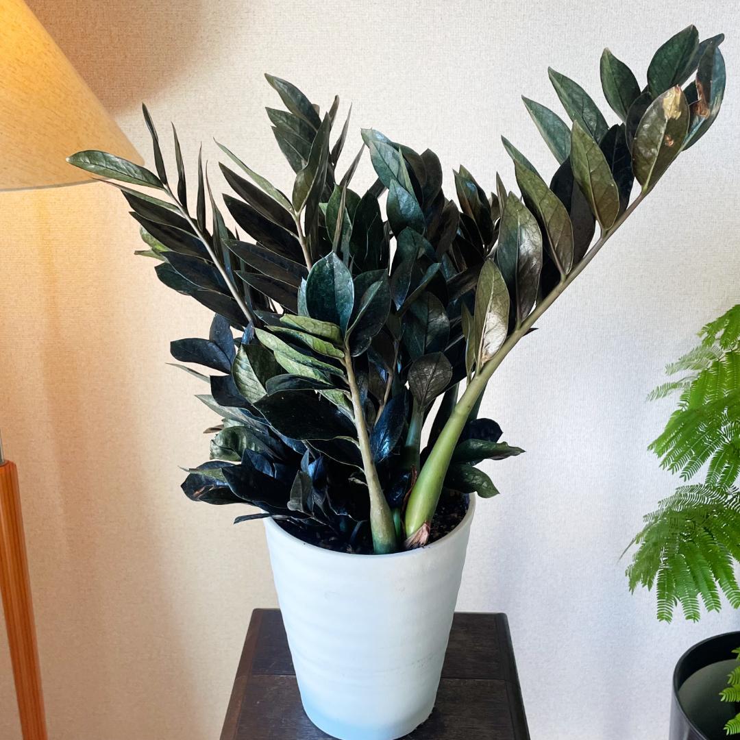 【超希少！このボリュームは出回らないです】ザミオクルカス レイブン