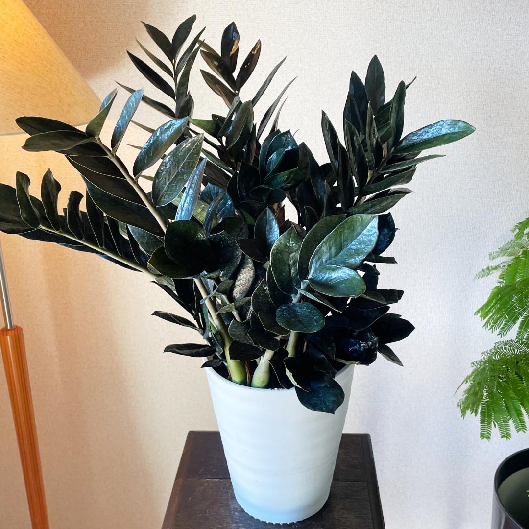 【超希少！このボリュームは出回らないです】ザミオクルカス レイブン