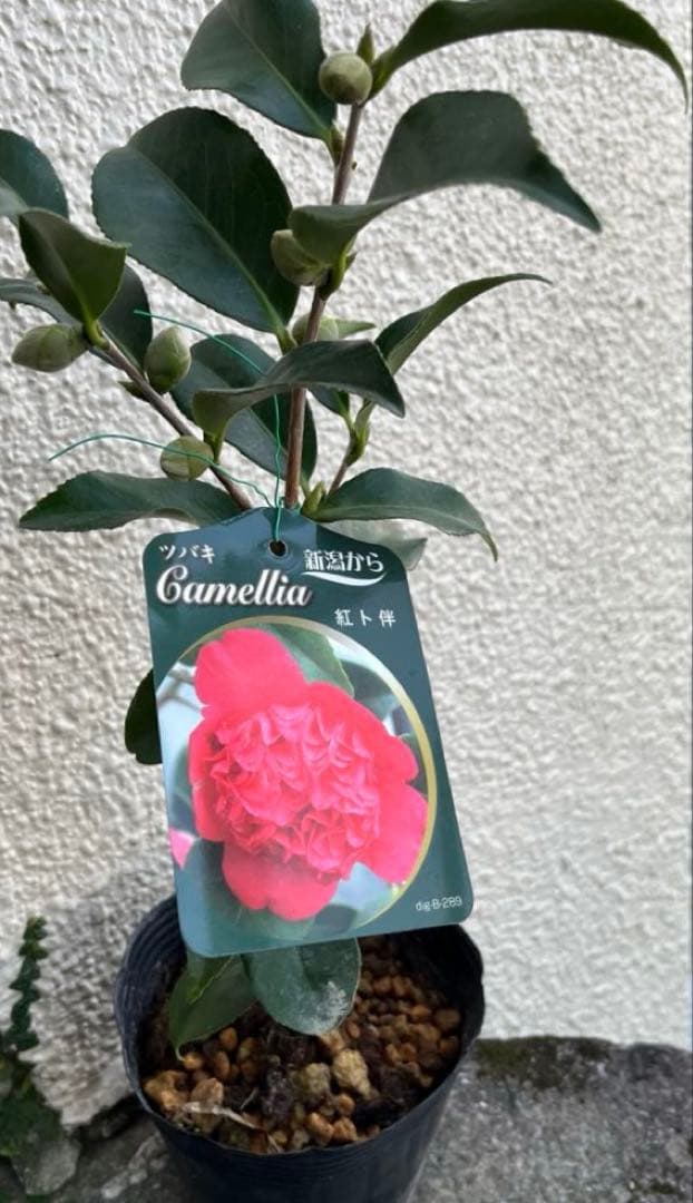 椿　紅ト伴(べにぼくはん）、白侘介金魚葉椿の2種2鉢　蕾沢山 宅急便そのまま発送