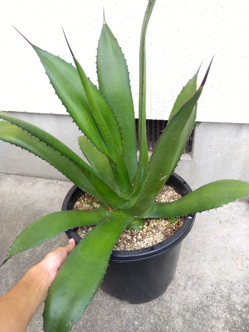 アガベ　品種不明　耐寒あり❗大株❗