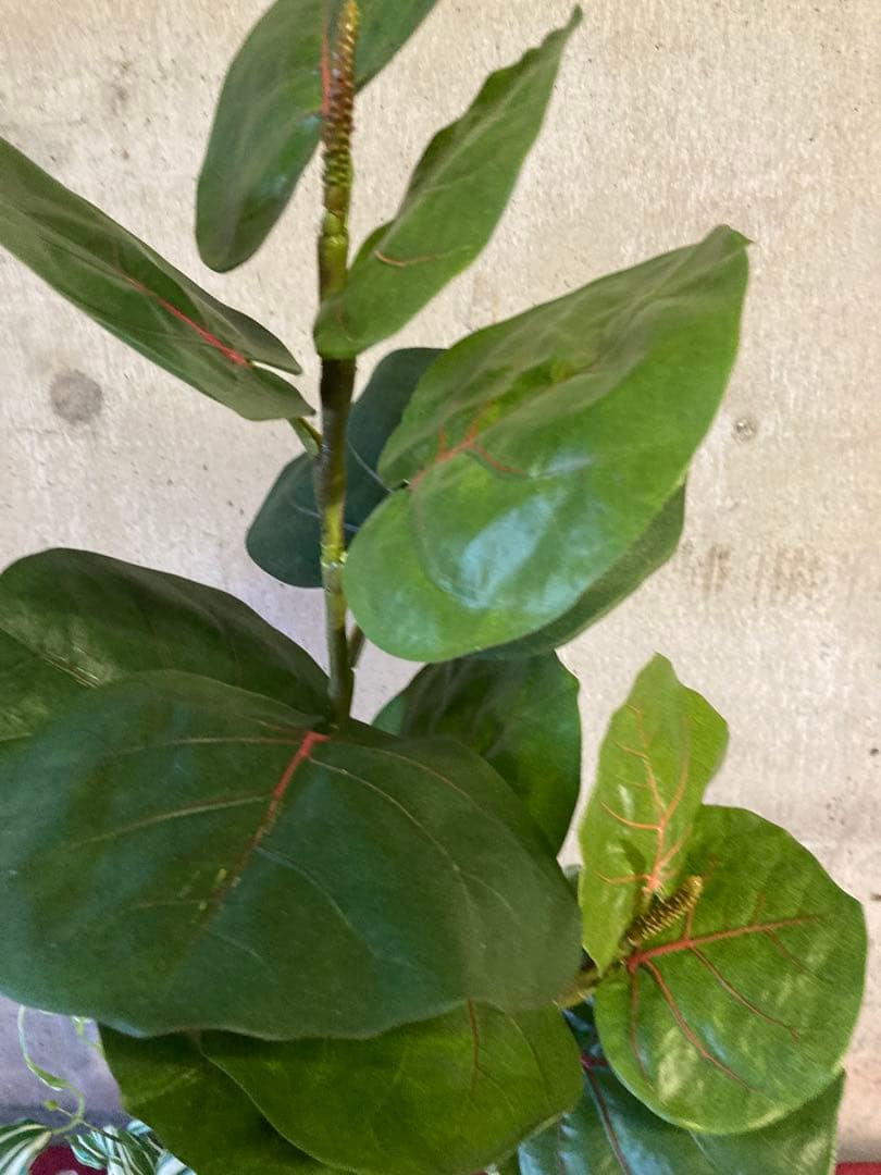 光触媒　人工観葉植物　ウォールグリーン　フェイクグリーン　pシーグレープトラカン