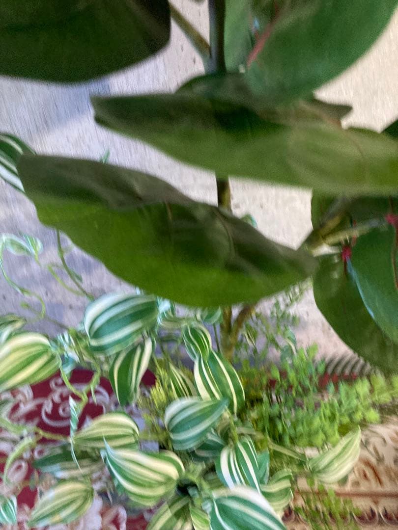 光触媒　人工観葉植物　ウォールグリーン　フェイクグリーン　pシーグレープトラカン