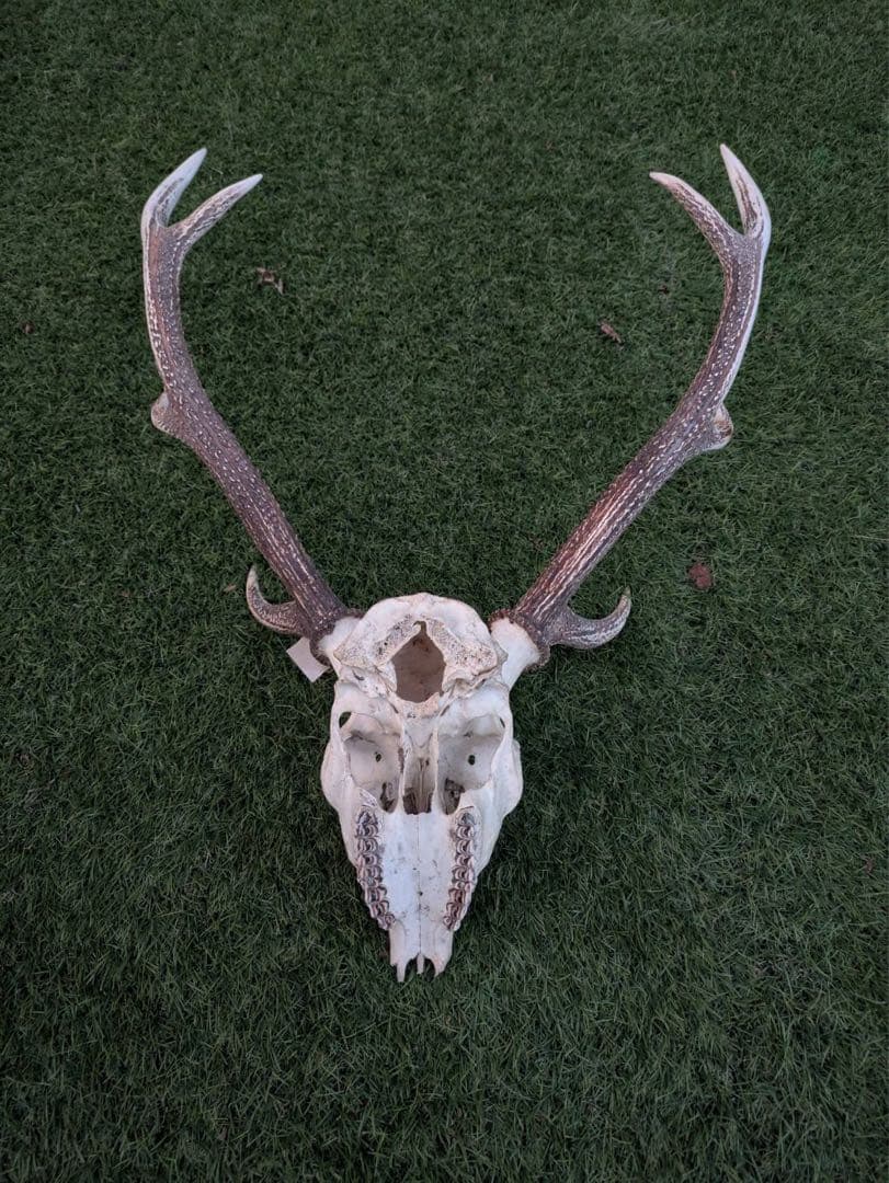 鹿の頭骨 置物 3点セット ニホンジカ