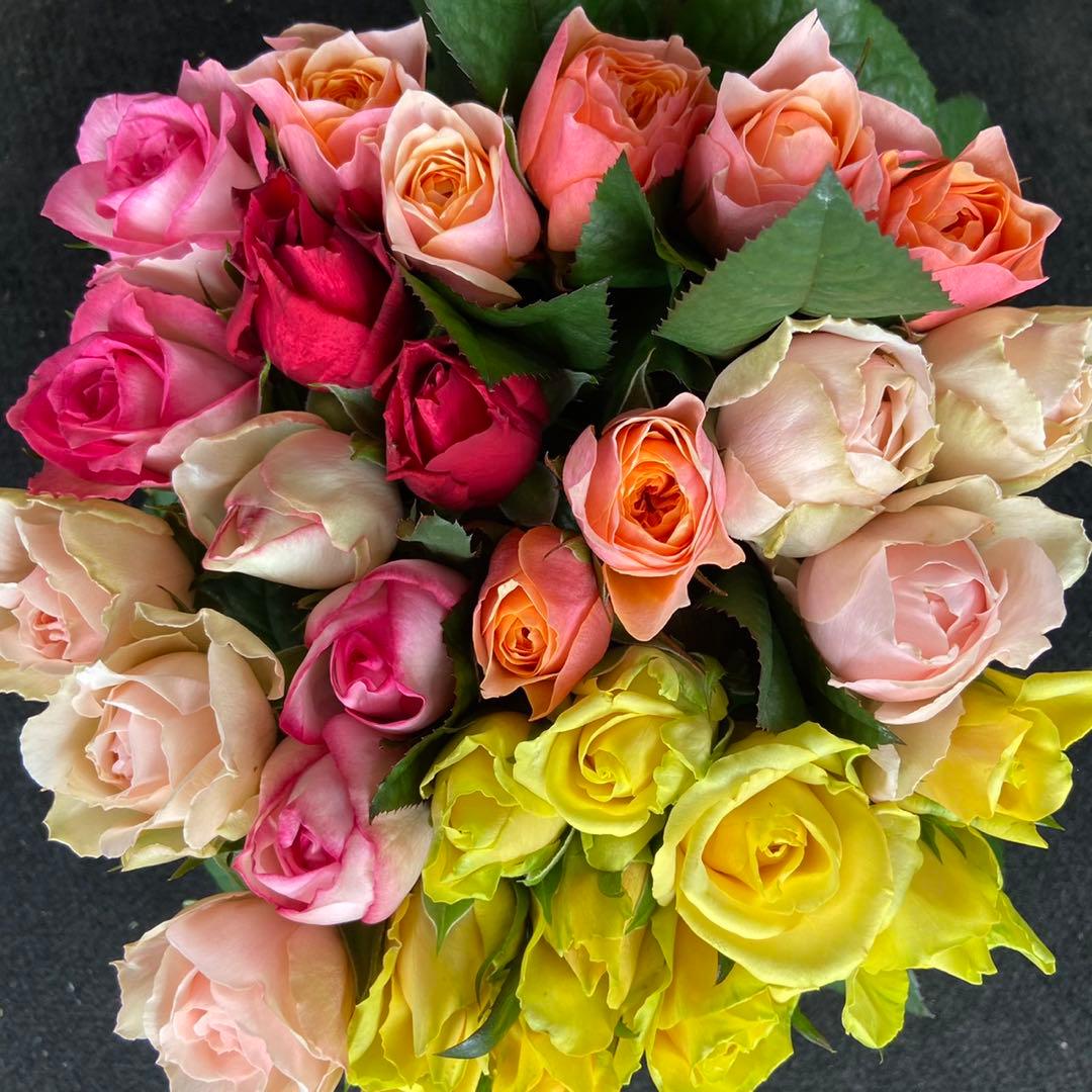 たんたんプロフ必読！ 10本追加 ユーカリ10本追加　クール便対応