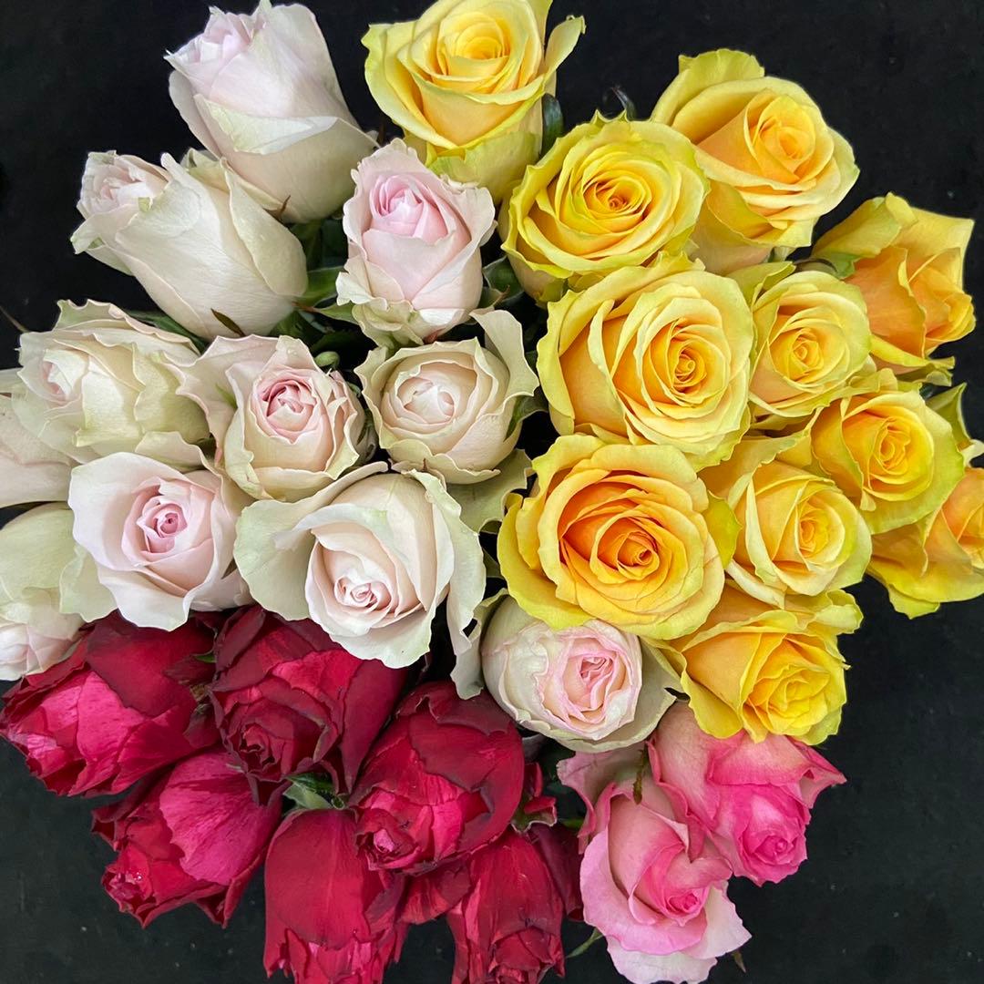 たんたんプロフ必読！ 10本追加 ユーカリ10本追加　クール便対応