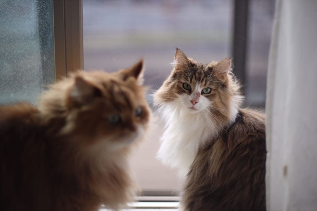 Carl Zeiss Planar T* 50mm F1.4 MMJ マウント付