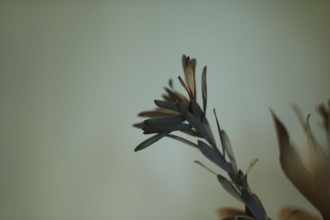 O*t様 FUJI EBC FUJINON 50mm f1.4