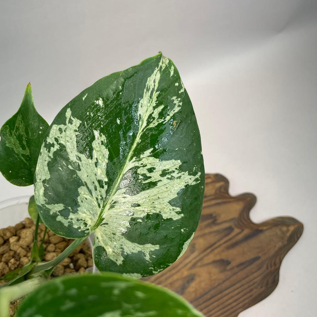 ワ*ャ様 lsw679品種保証！Bulbasaurモンステラ・フシギダネ　斑入り