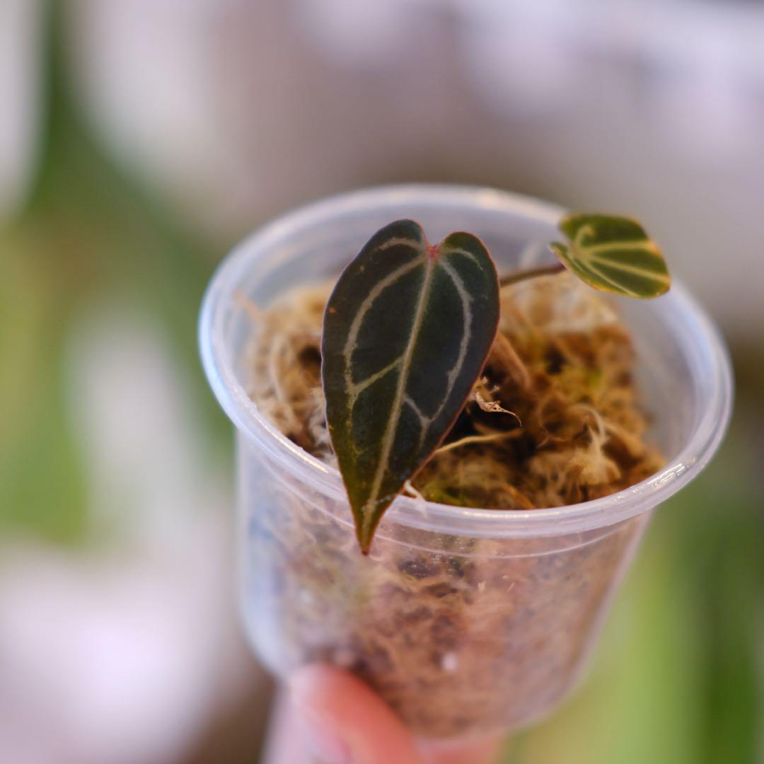 A. Dark and Handsome 4 × A. RVC24｜アンスリウム