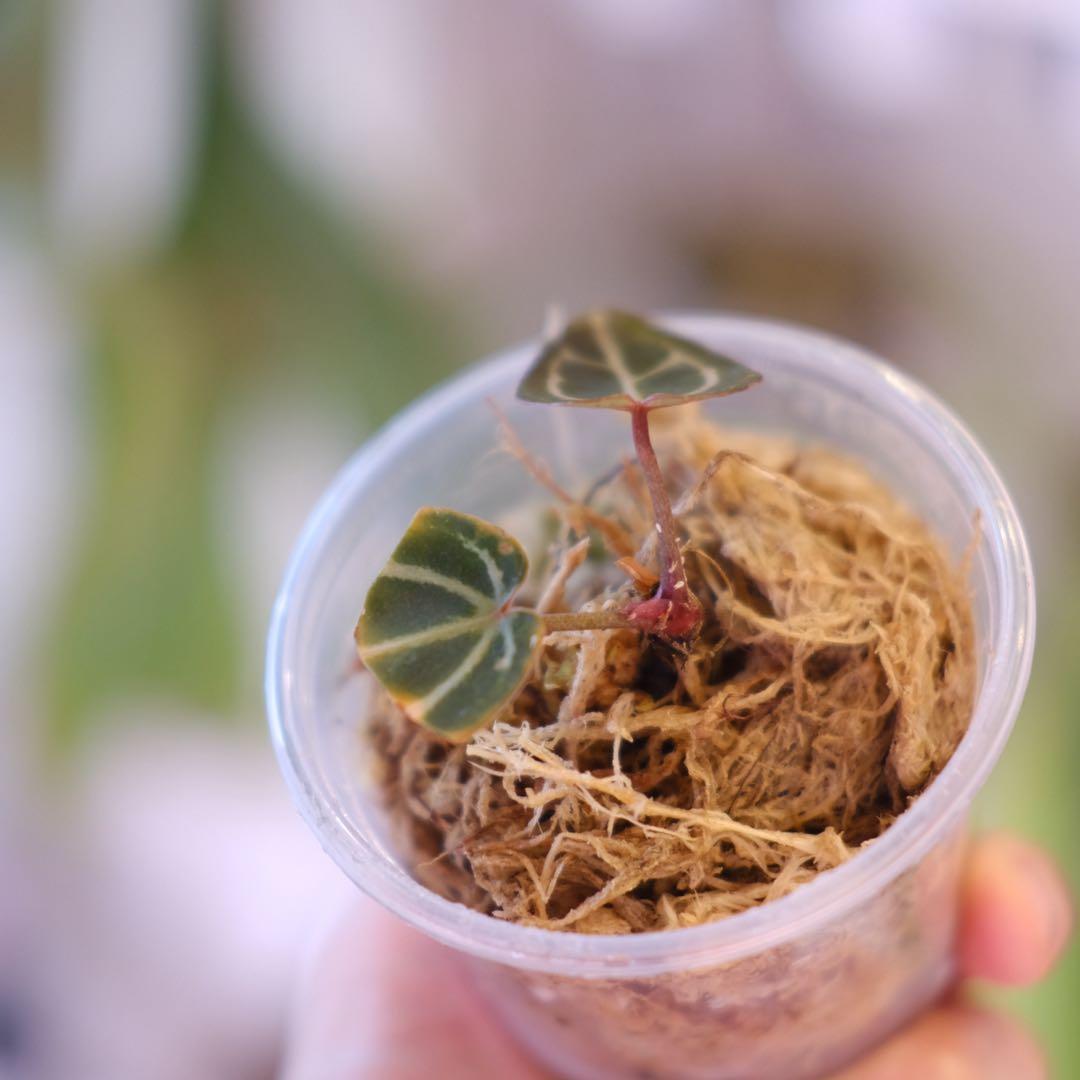 A. Dark and Handsome 4 × A. RVC24｜アンスリウム