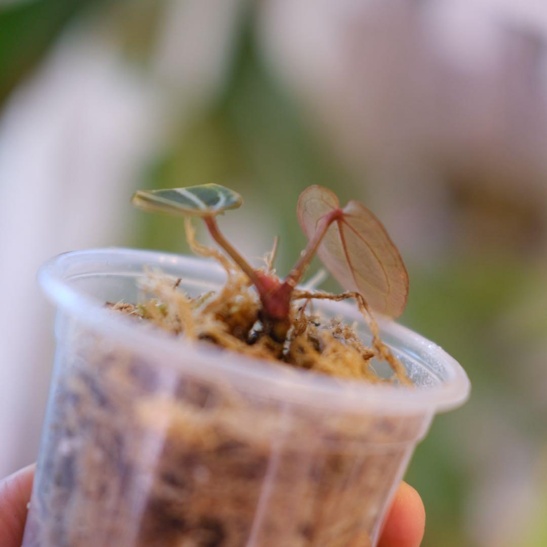 A. Dark and Handsome 4 × A. RVC24｜アンスリウム