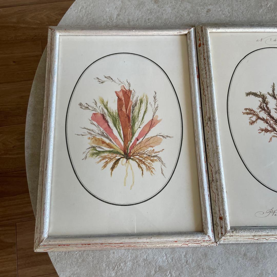 ブランドジュリエ　縦35×横25 3セット。