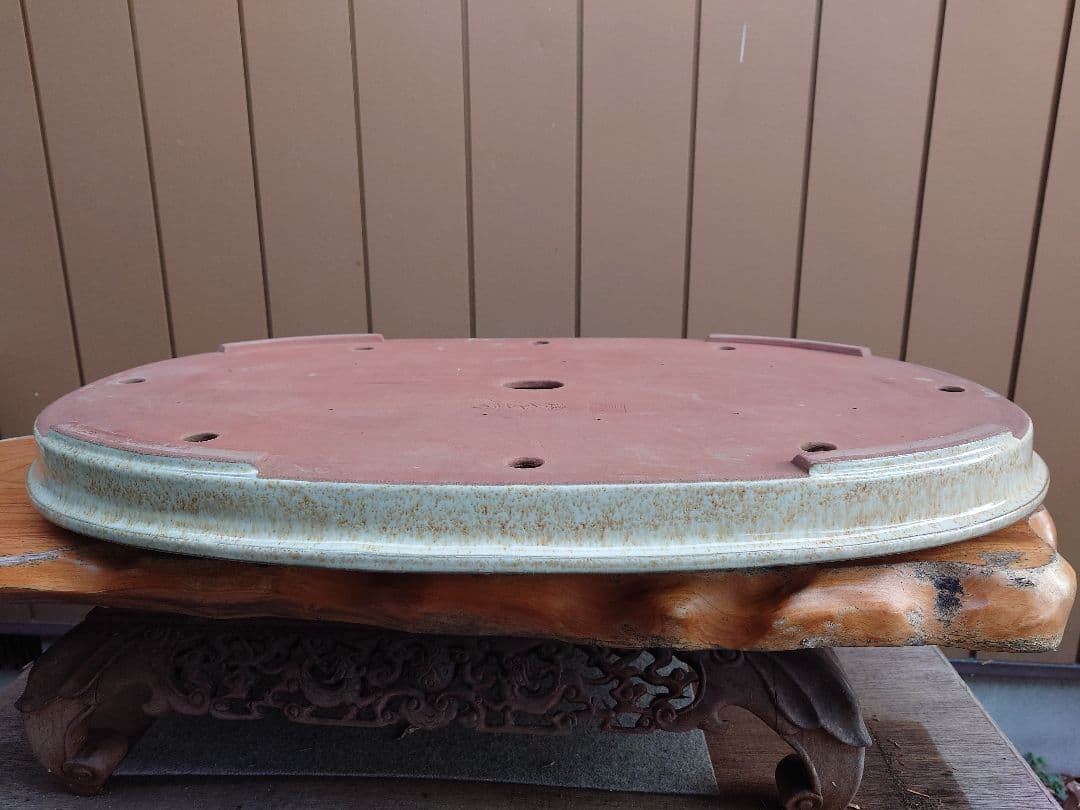 盆栽　鉢　緑巳斉春松　幅77cm