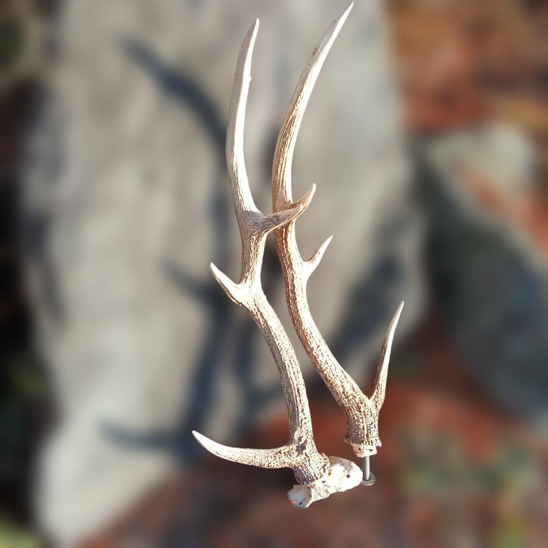 81..蝦夷鹿のつの自然な形状の白色の角 約60cm.描くモチーフで使用