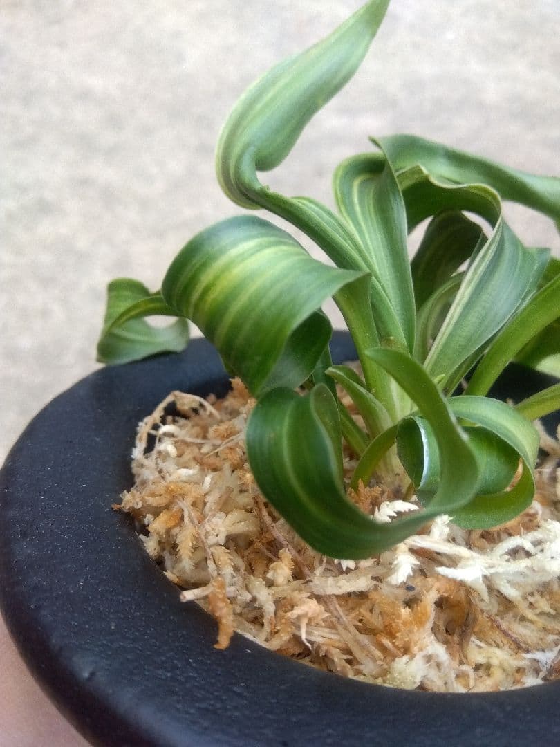 pao.　万年青　おもと　獅子　縞斑　4号陶器鉢つき　3株群生❗　ら